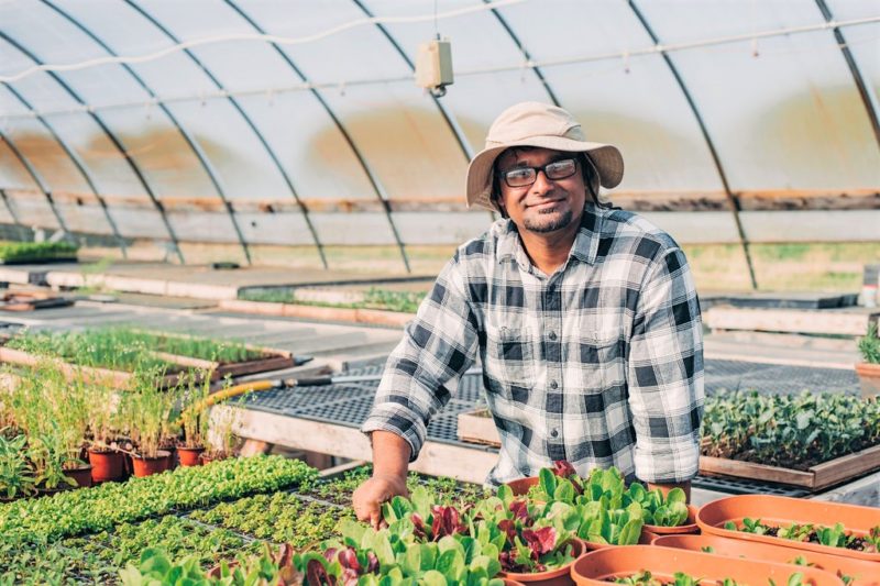 A farmer in a greenhouse who is leaning over trays of plants and wearing a sun hat.