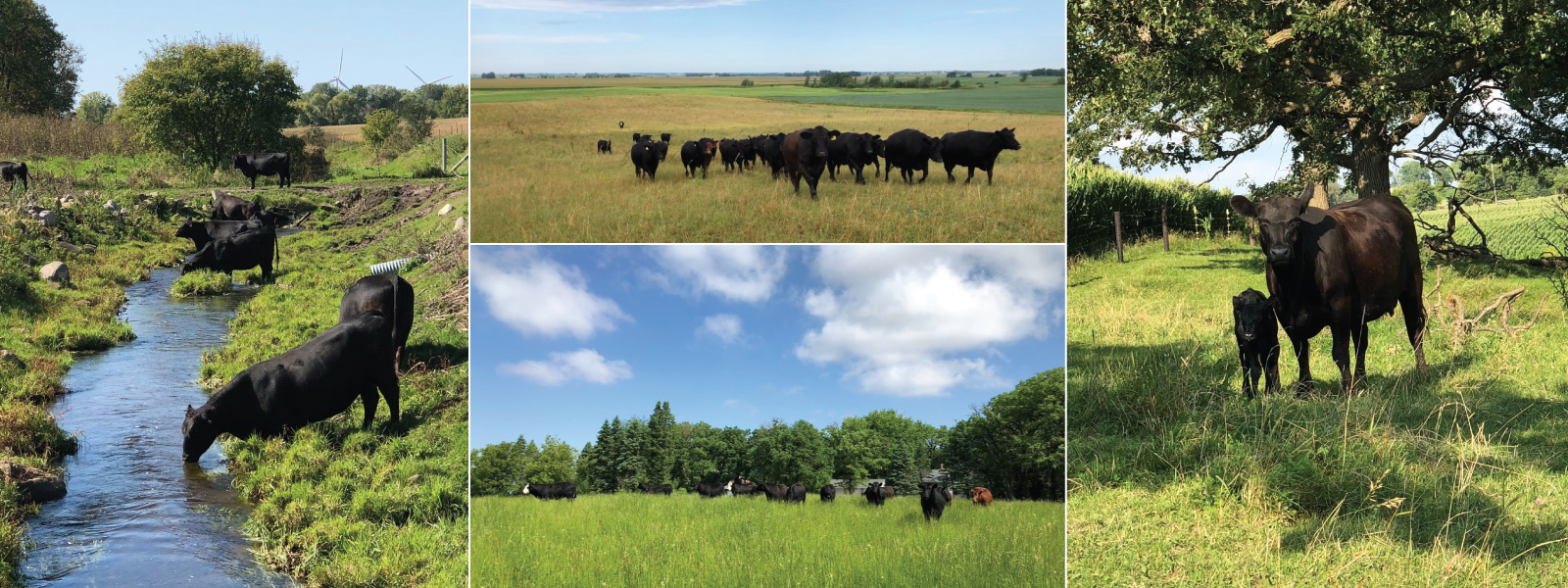 A collage of photos of cows