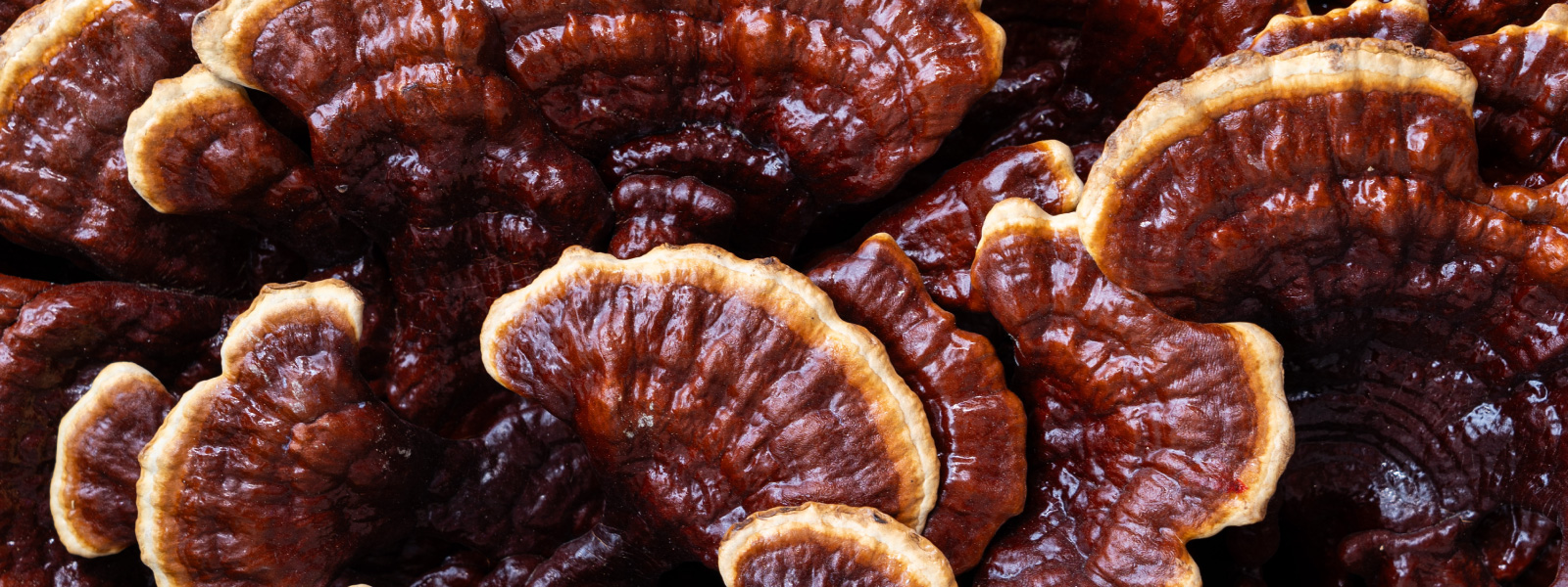 A close-up photo of mushrooms