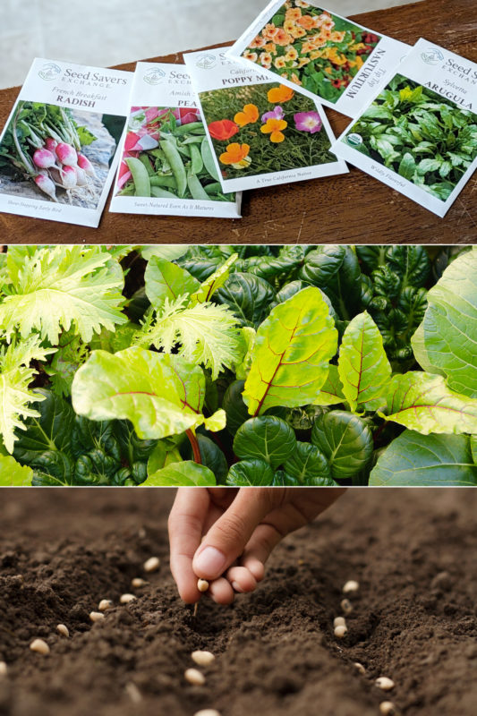 A stack of three photos: one of seed packets, one of leaves, and one of a hand sprinkling seeds into the soil