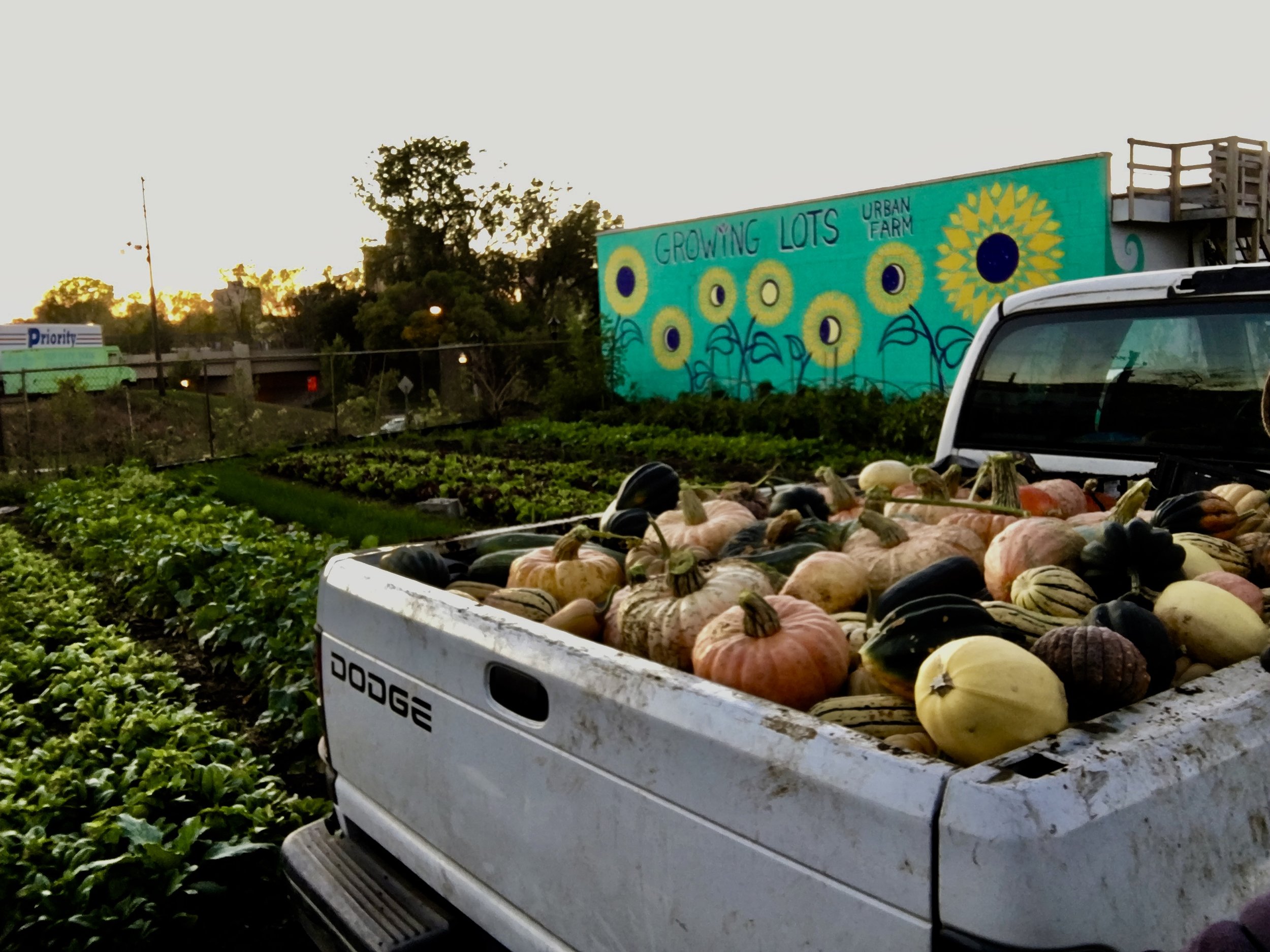 Growing Lots Urban Farm Seward Community Coop