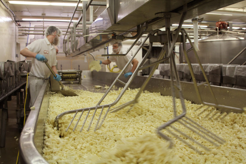 A person working in a cheesemaking facility