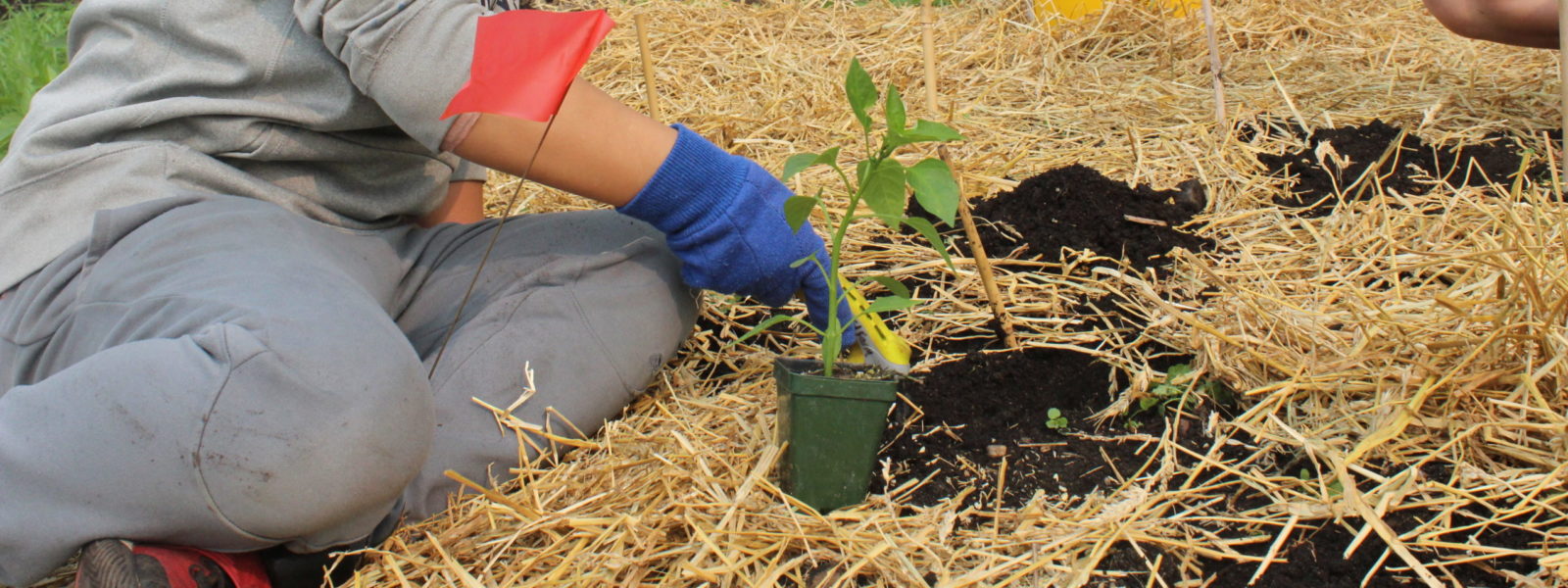 A child digging in a garden