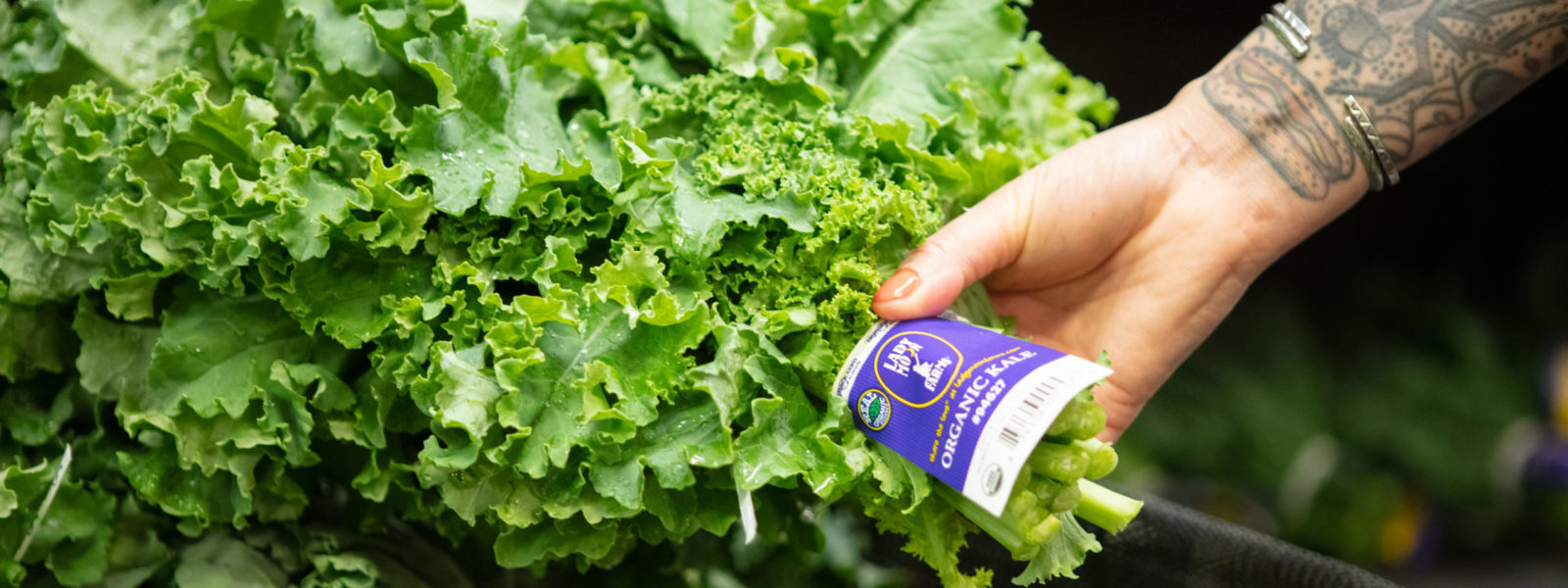 A photo of a hand taking a bunch of green kale wrapped in a purple label
