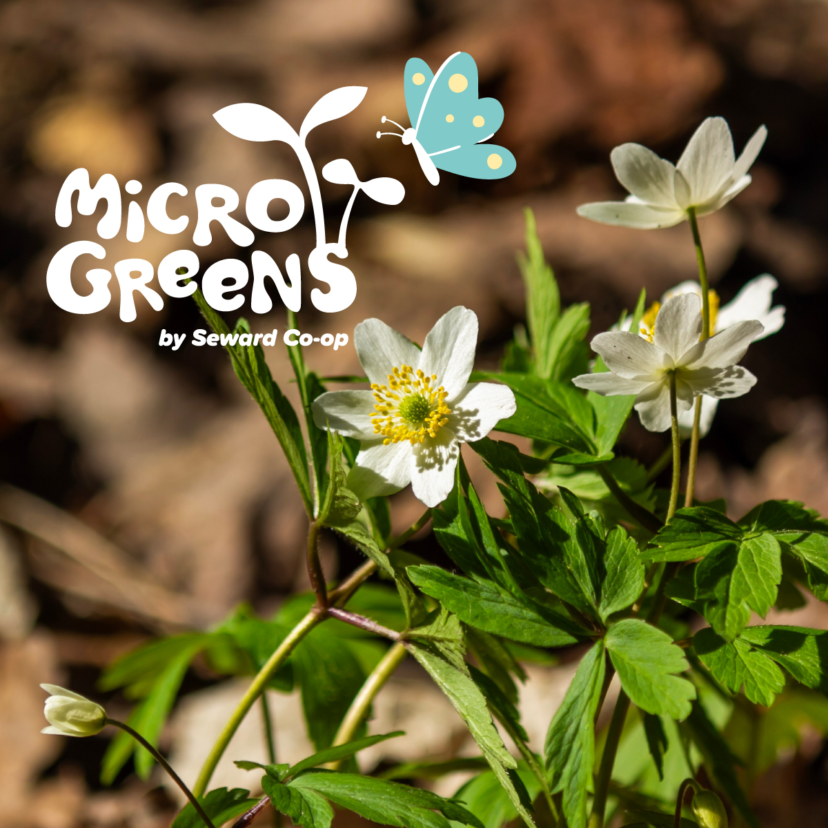 Spring Project Logo Pollinators Early Spring Pollinator iSpy - Seward Community Co-op