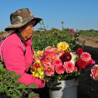 a person carrying a large pot of flowers