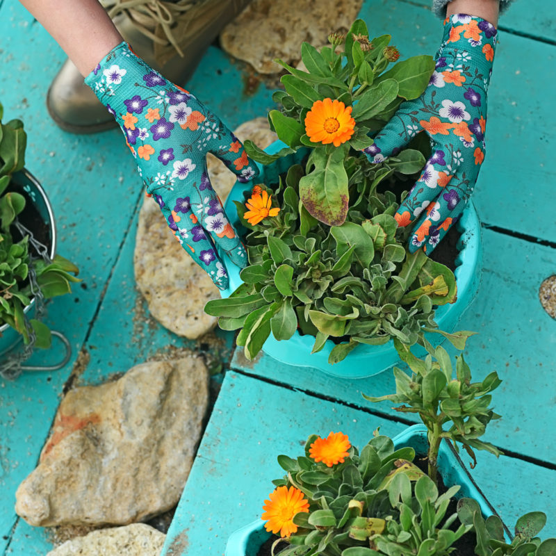 An overhead shot of someone planting calendula seedlings in a blue pot