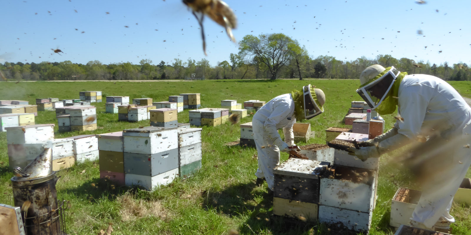 Two people beekeeping in a field