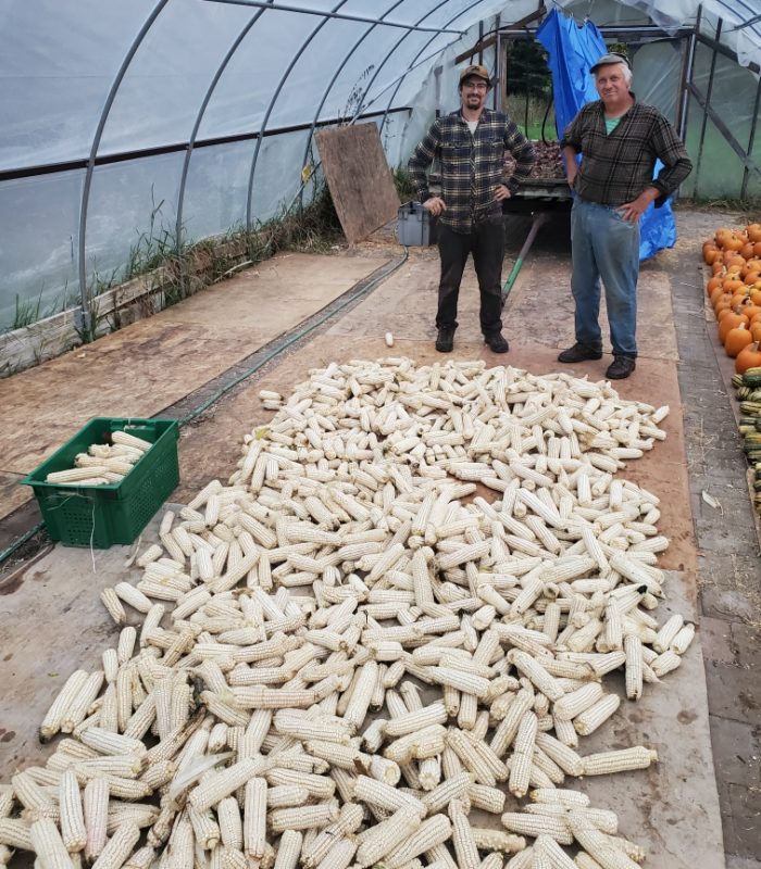 People standing in a greenhouse with a lot of corn cobs