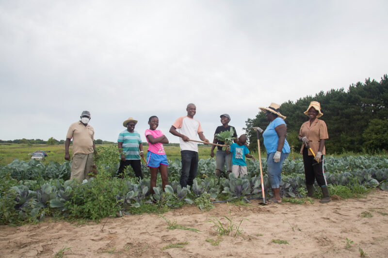 A group of people farming