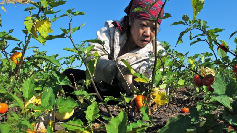 Hmong American Farmers Association