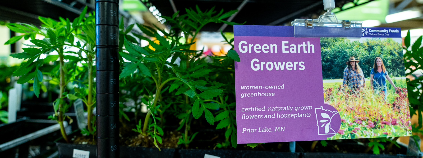 A view of starter plants with a sign that reads "Green Earth Growers"