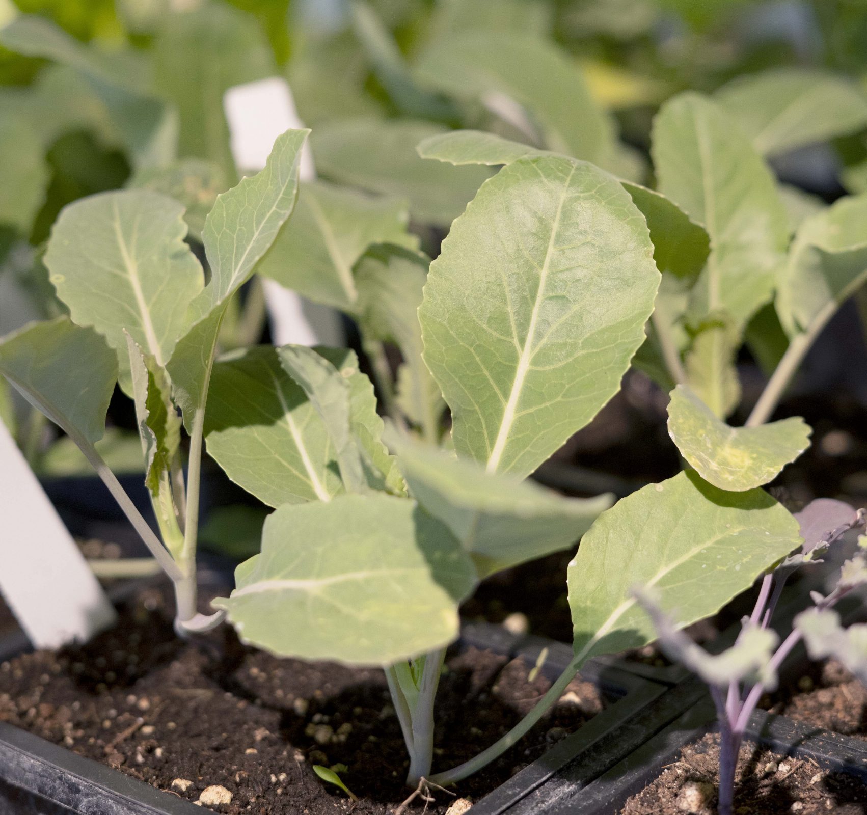 Starter Plants Have Arrived! Seward Community Coop