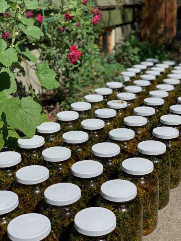 A row of jars filled with green plants