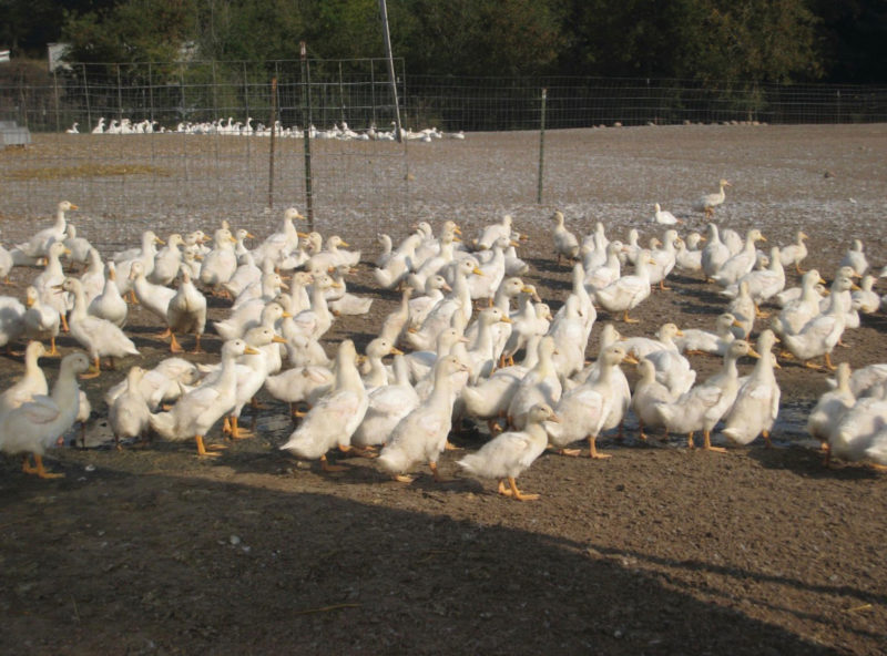 A flock of white birds stand together on dirt covered ground on a farm.