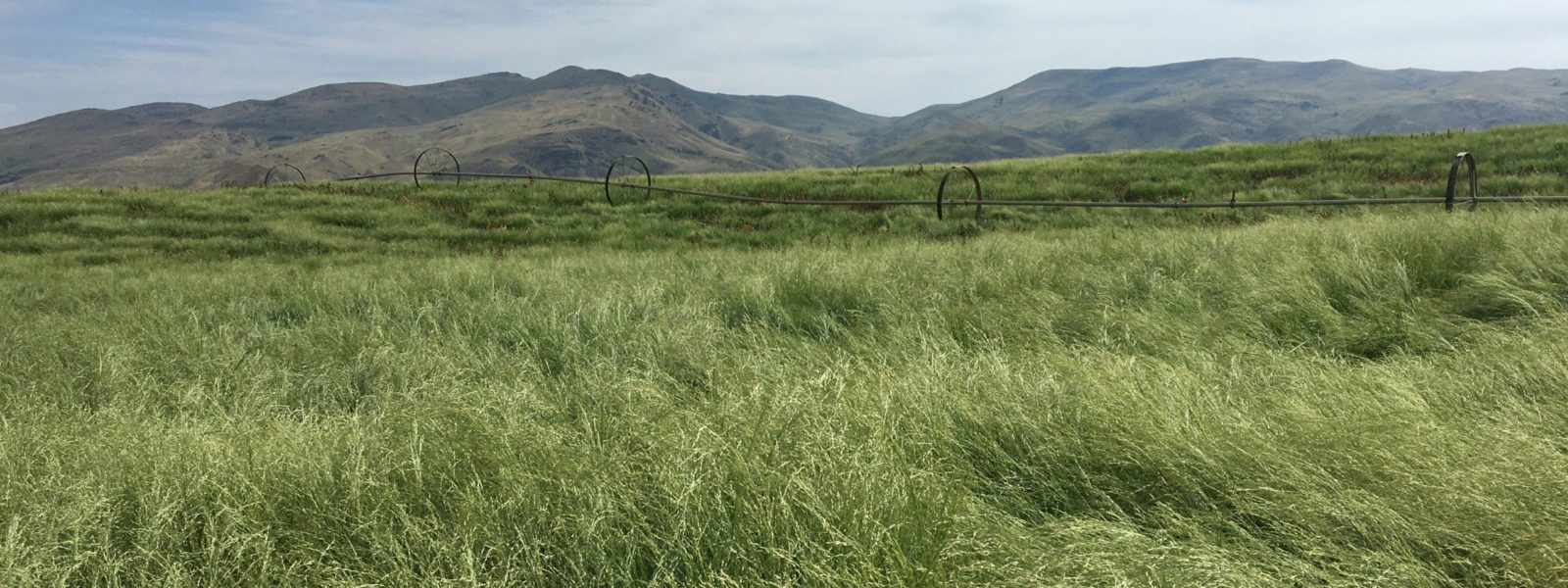 A field of teff grain with mountains in the background