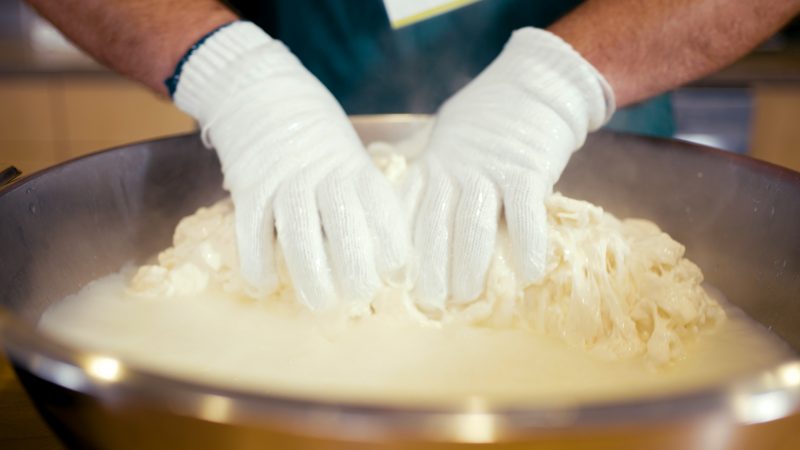 gloved hands smush together white mozzarella curd in milky water