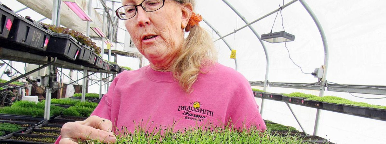 A person with a pink shirt attending to plants in a greenhouse