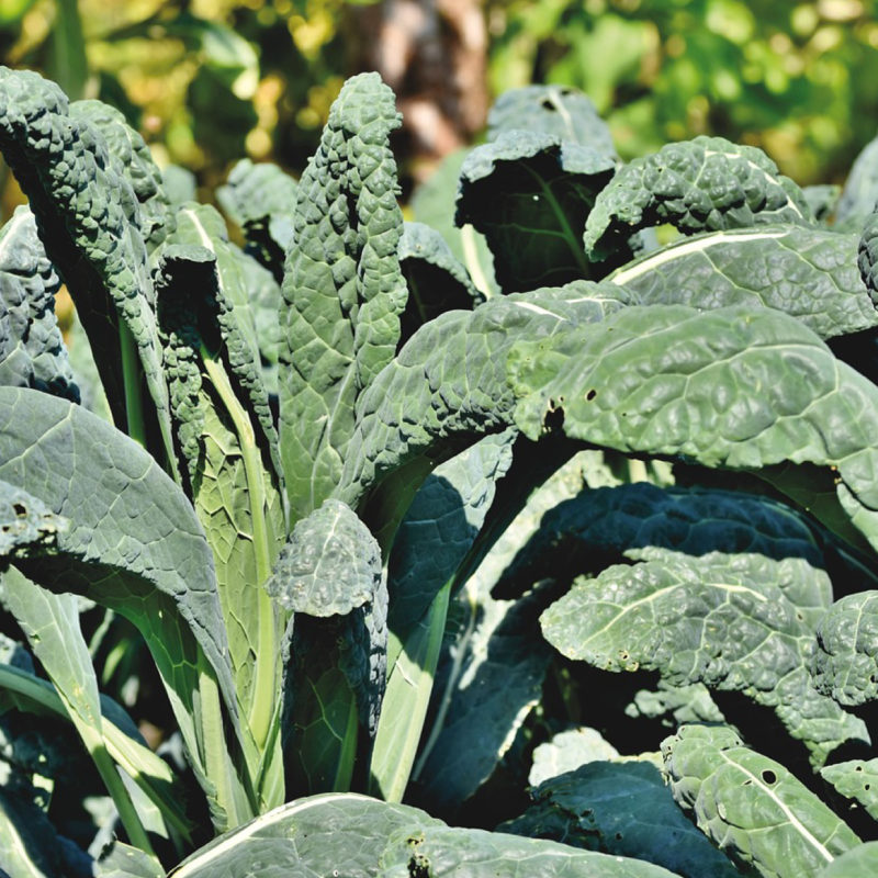 A photo of a kale plant