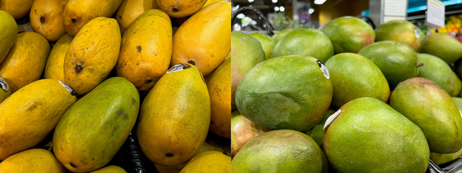 Two photos of different types of mangoes