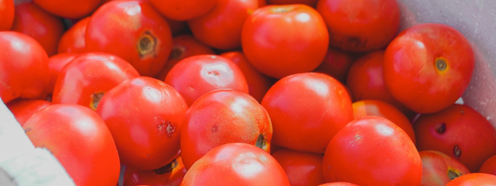 A box of red tomatoes