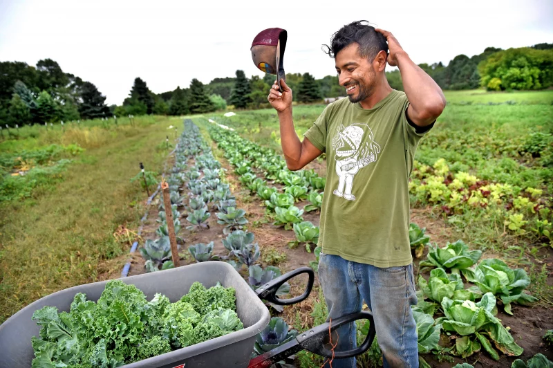A person smiling in a field of vegetables while they stand next to a wheelbarrow and put on a hat