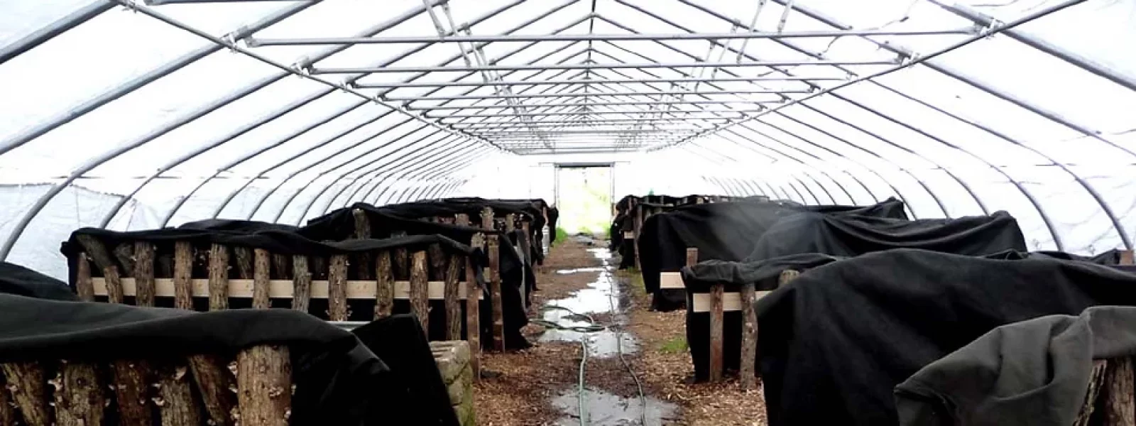A greenhouse full of logs growing mushrooms