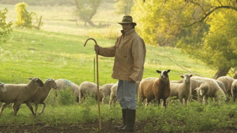 Shepherd's Way Farms