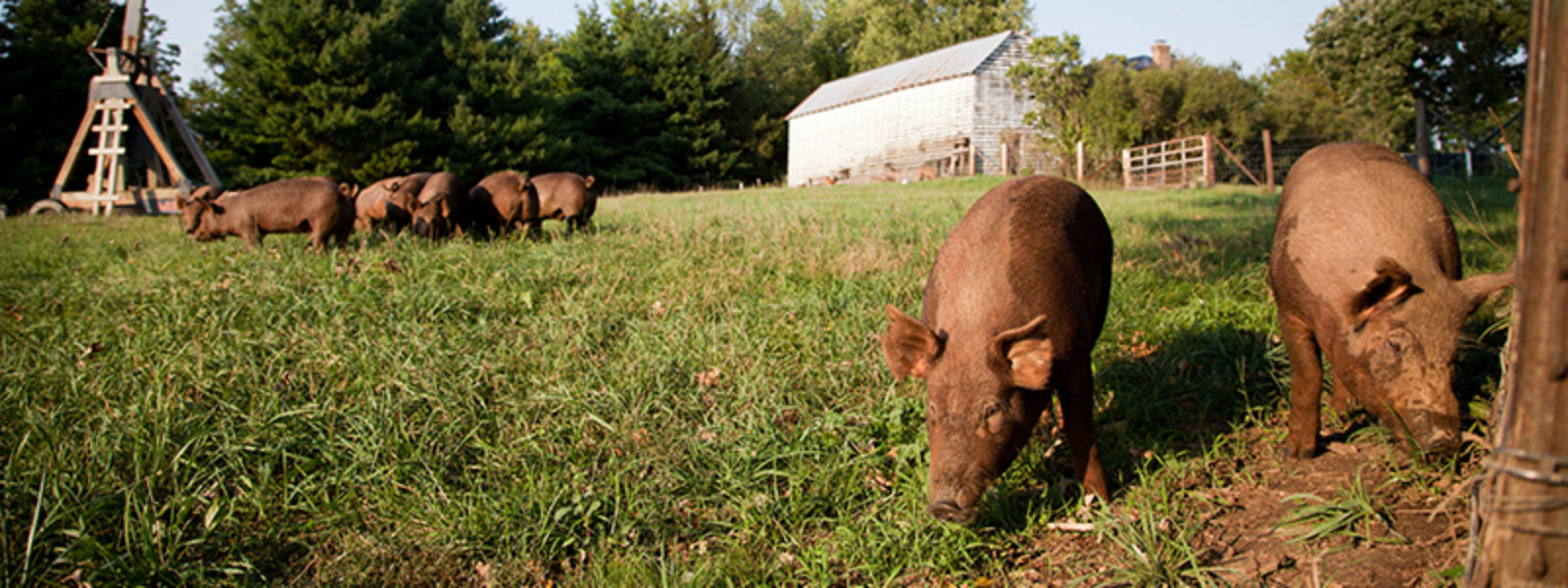 Hogs grazing in a field